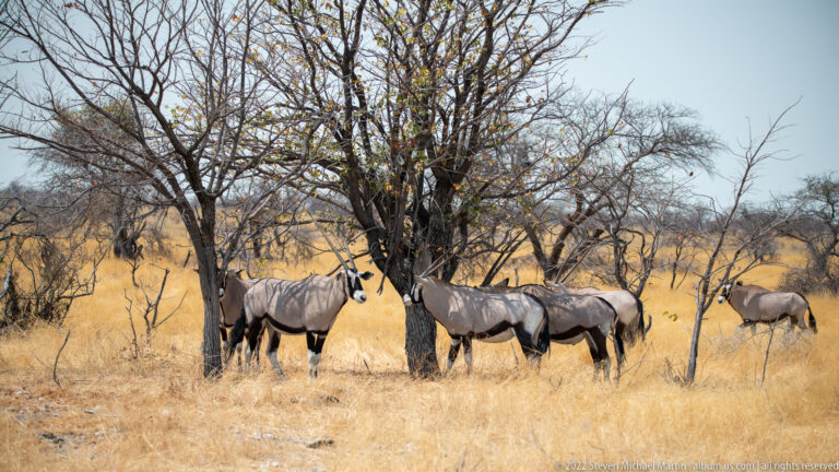 Several gemsbok clustered in shade beneath sparse trees amid dry yellow grass.