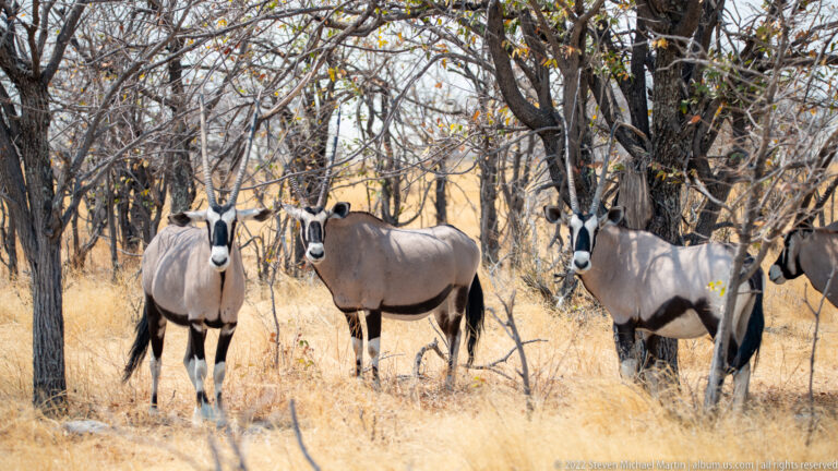 Four gemsbok stand among trees and dry yellow grass, their long straight horns and black-and-white faces prominent.