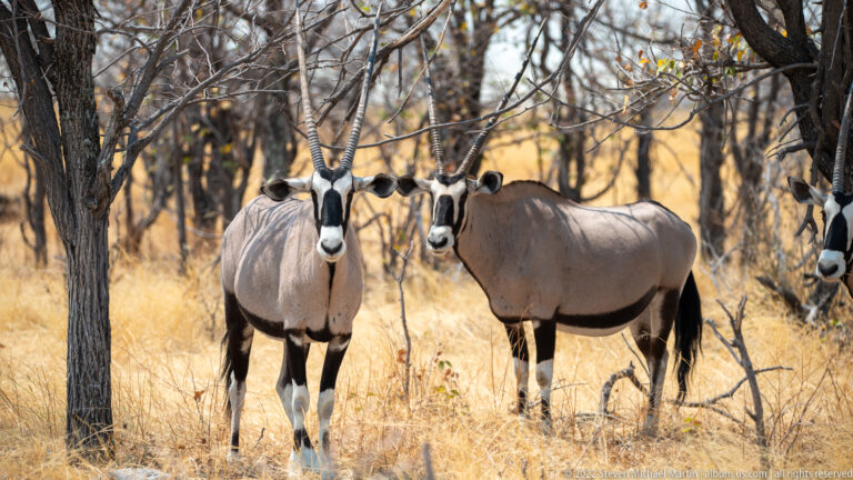 Two gemsbok face forward beneath trees in dry grass, with a third animal partly visible at the right edge.