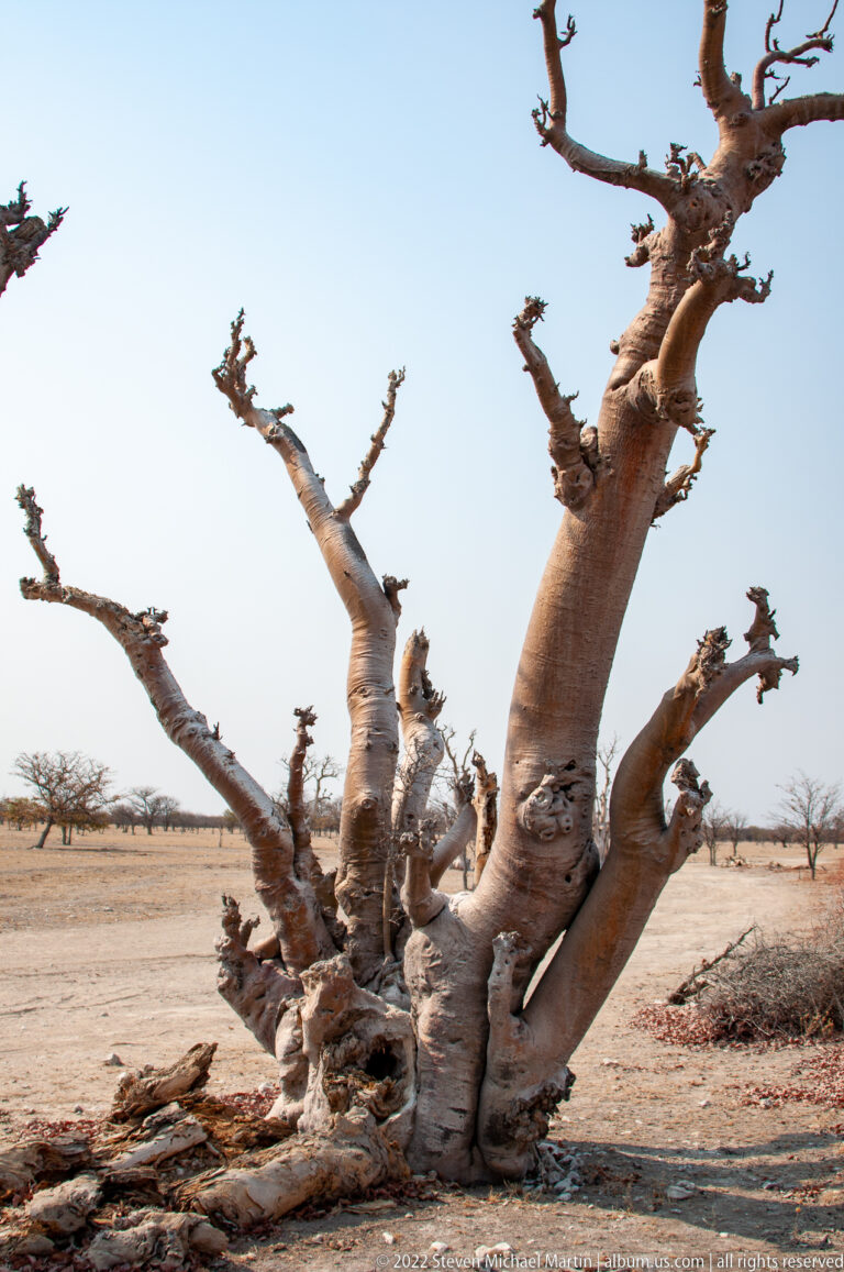 Sprawling pale-barked tree with thick gnarled limbs and broken branches on the dry Etosha plain.