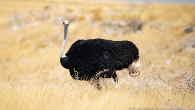 Male ostrich with black body and white wing feathers stands upright in dry golden grass, facing the camera.