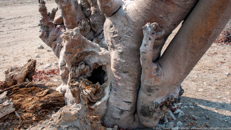 Close detail of a pale tree trunk with a dark cavity, knotted scar tissue, and splintered deadwood.