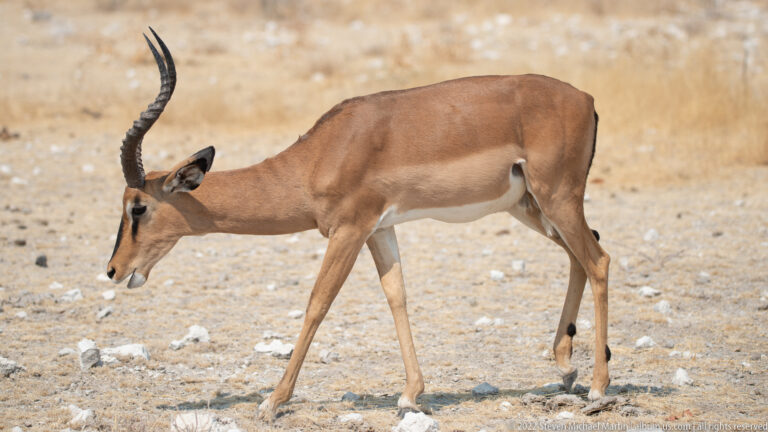 Male impala with long curved horns walks left across pale stony ground with its head lowered.