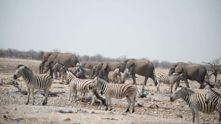 Several plains zebras stand on rocky ground with African elephants moving behind them in dry Etosha habitat.
