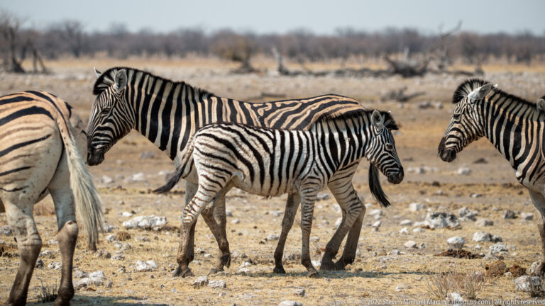 Group of plains zebras stand close together on rocky dry ground, with one zebra centered in side profile.