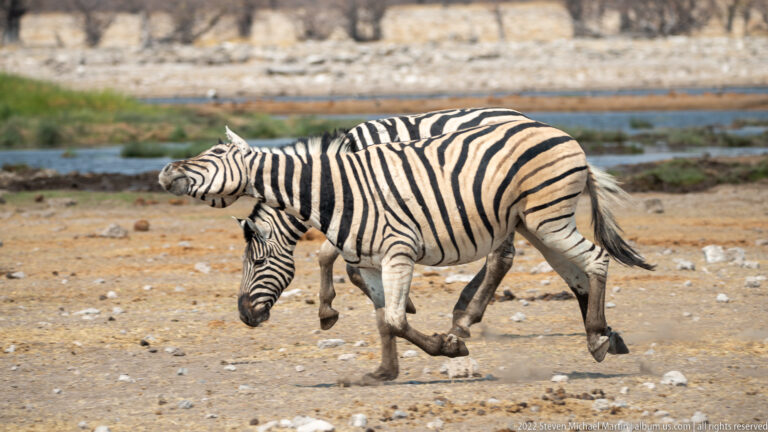 Two plains zebras walk across dry ground beside a waterhole, with green vegetation and water behind them.