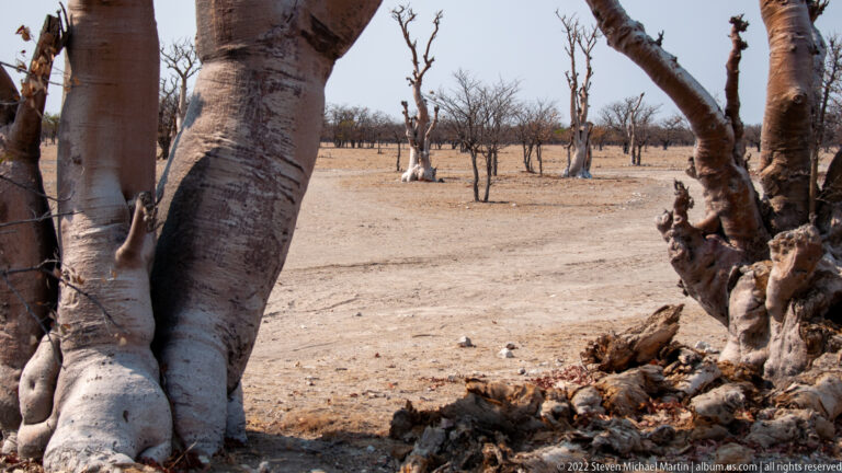 Two thick pale tree trunks framing sparse dry woodland, with broken wood and rough growth at their base.