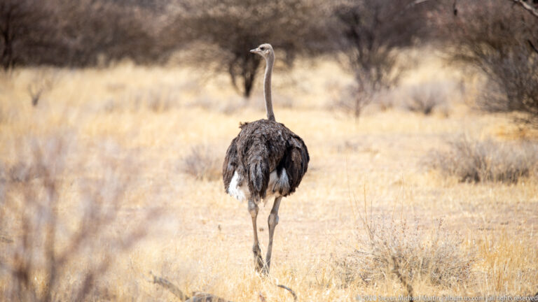 Common ostrich walking away through dry grass, its long neck upright and white wing and tail feathers visible.