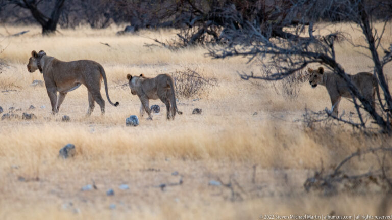 Two adult lionesses with a younger lion standing in pale dry grass beside thorn scrub.