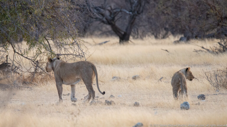 Adult lioness and younger lion standing apart in dry yellow grass beneath sparse thorn trees.