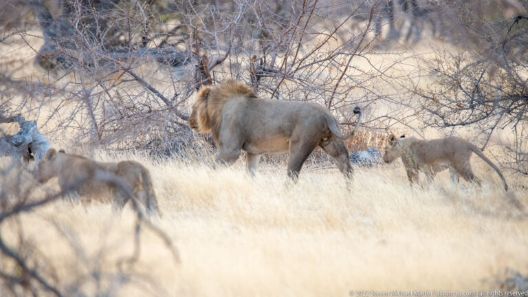 Maned adult male lion standing among several lionesses in pale dry grass beside thorn scrub.