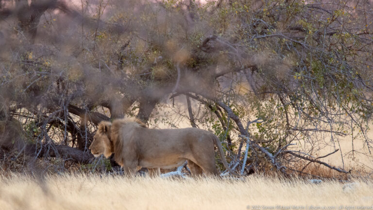 Adult male lion walking in profile along dense thorn scrub, with tawny body and darker mane visible through branches.