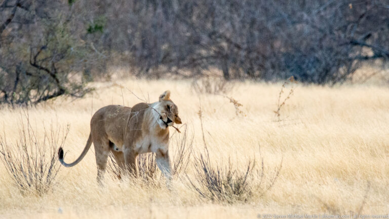 Lioness walking through pale dry grass while carrying a small piece of prey in her mouth.