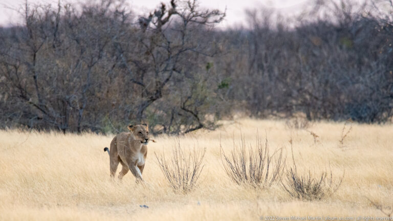 Lioness walking toward the camera through tall golden grass with dark thorn woodland behind.
