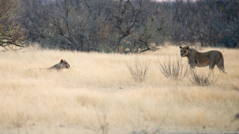 Two lionesses in tall pale grass, one low at left and one standing alert at right.