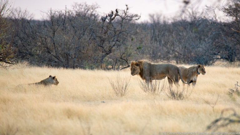 Maned male lion with two lionesses partly concealed in tall golden grass near thorn woodland.