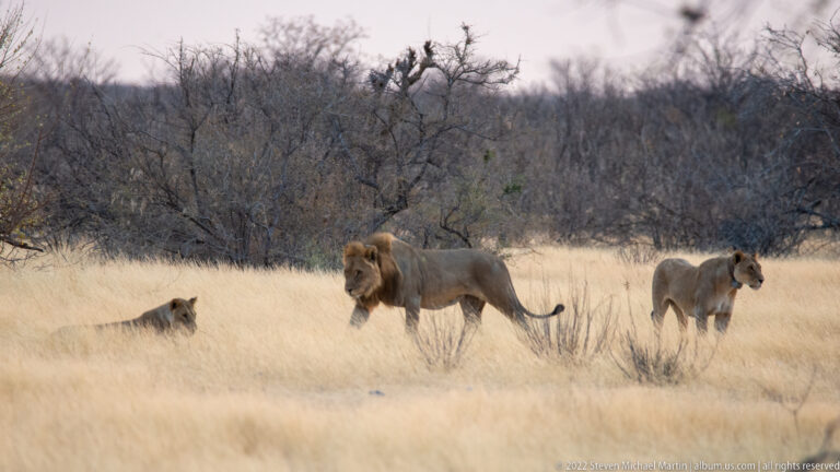Adult male lion standing between a reclining lioness and a standing lioness in dry grass.