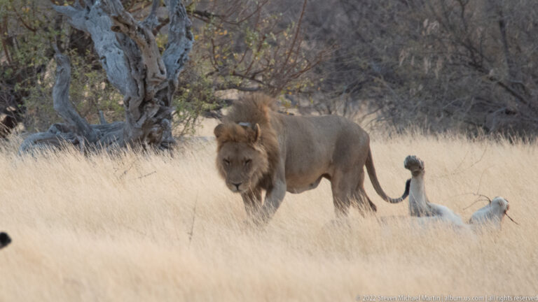 Full-maned male lion facing forward in tall dry grass, with resting lions partly visible behind him.