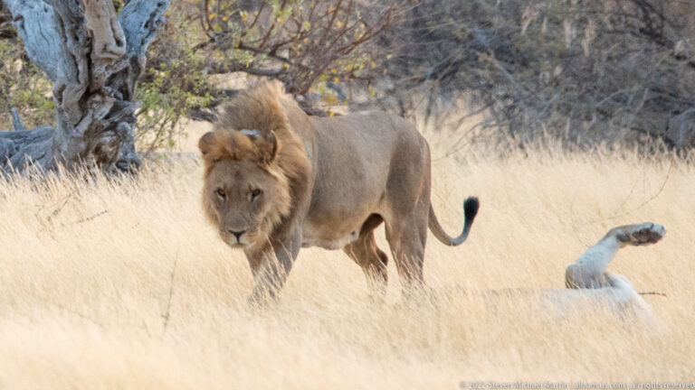 Mature maned lion walking toward the camera through tall dry grass, with a resting lioness partly visible at right.