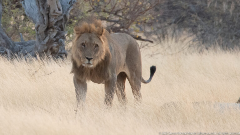Etosha Plain