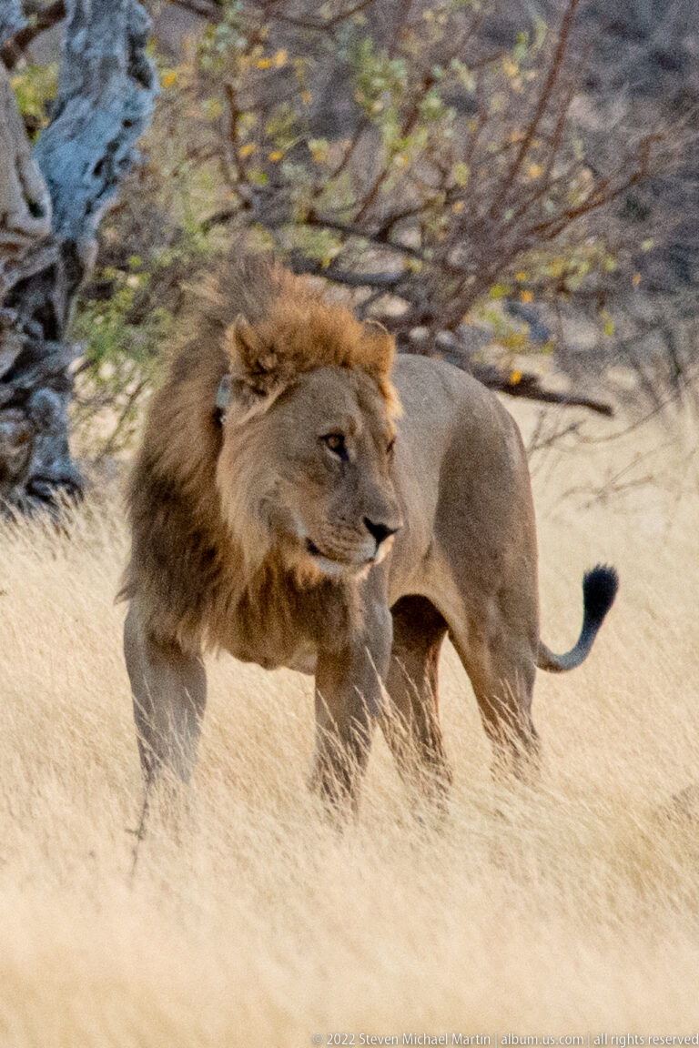 Full-maned male lion striding in side profile through pale dry grass beside thorn scrub.