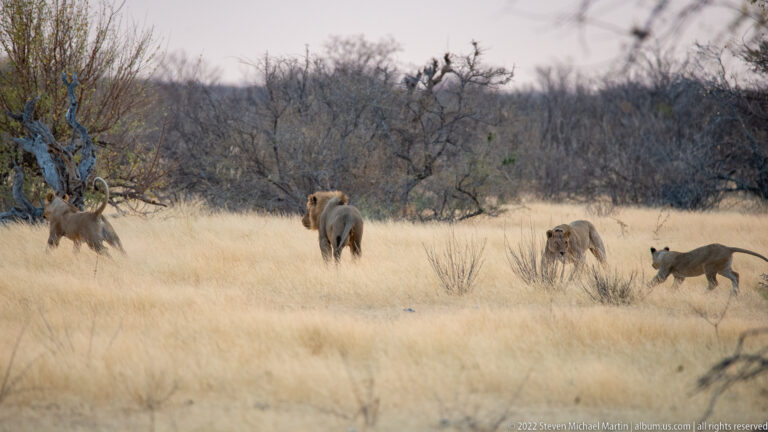 Three tawny African lions walking through dry yellow grass beside sparse scrub woodland on the Etosha Plain.