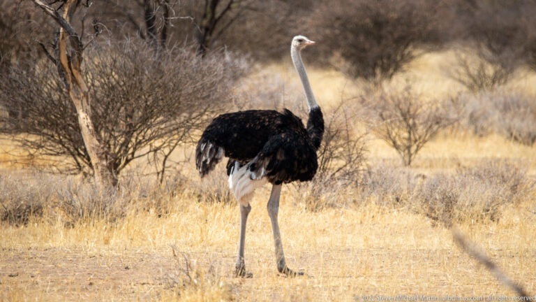 Adult common ostrich standing among dry yellow grass and thorn scrub, with long pale neck and black-and-white plumage.