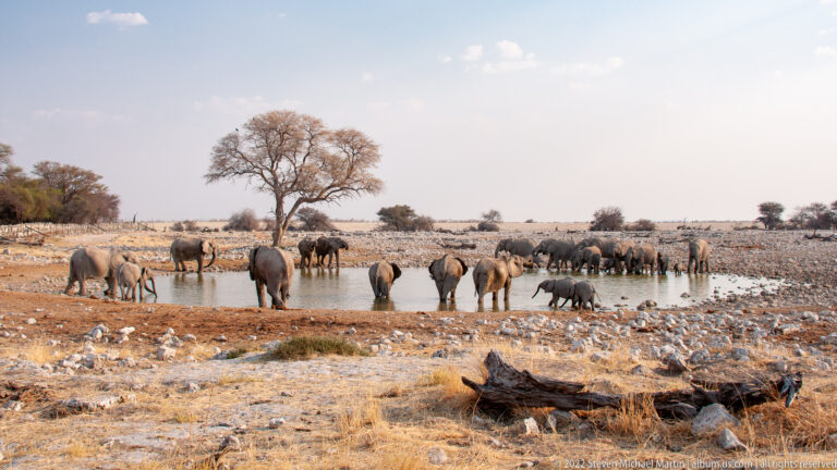 Many African bush elephants surround a shallow waterhole in a dry rocky landscape with a large tree beyond.