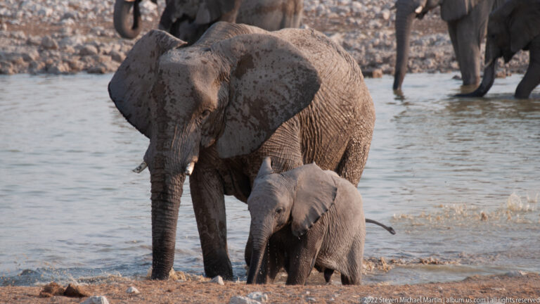 Mud-spattered adult African bush elephant standing beside a small calf at the edge of shallow water.