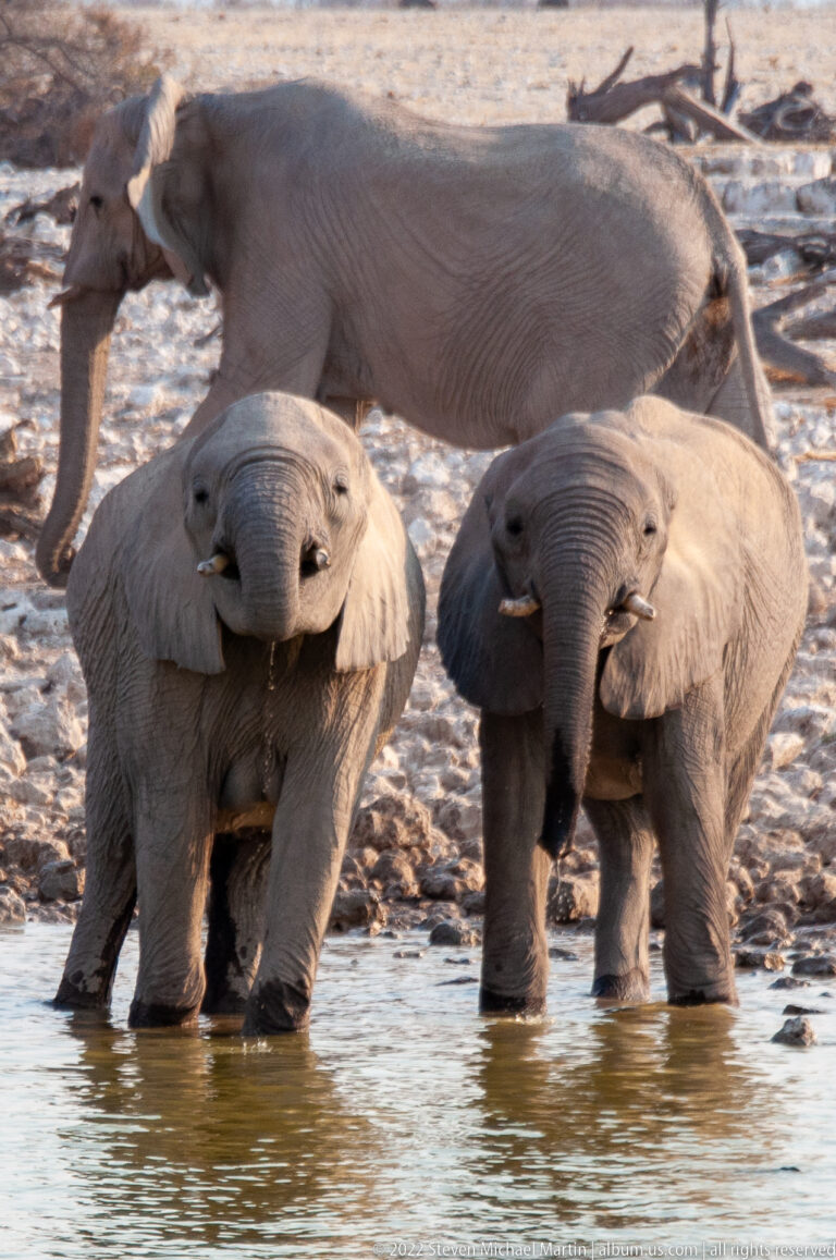 Two young African bush elephants face each other in shallow water with raised trunks as an adult passes behind.