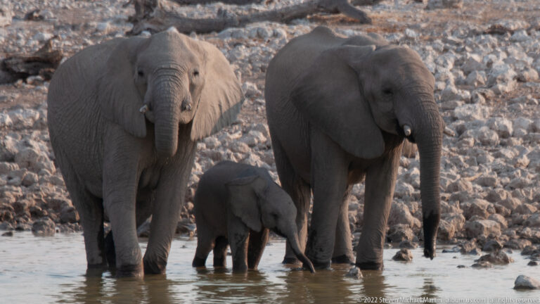 African bush elephant calf standing between two adults in shallow water, one adult drinking.
