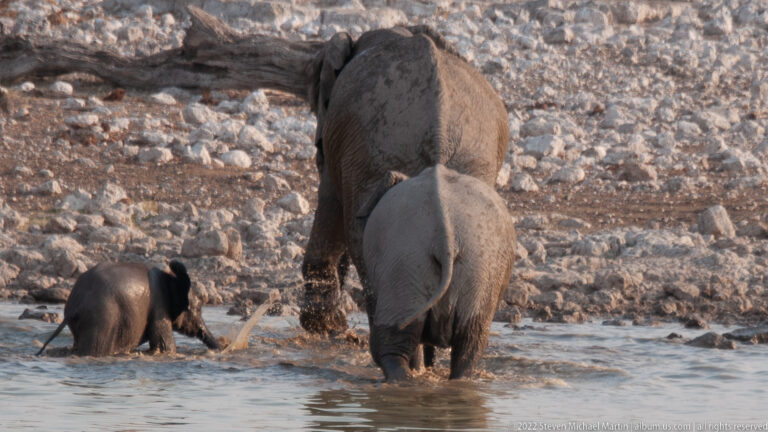 Rear view of an adult elephant and calf wading at the shore, with another young elephant low in the water nearby.