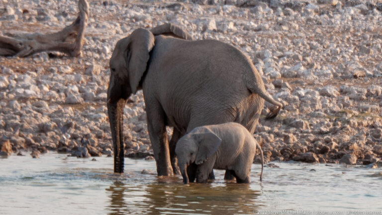 Adult African bush elephant and small calf wading side by side through shallow water beside a rocky bank.