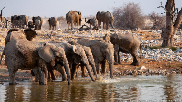 Cluster of African bush elephants drinking at the near shore while more elephants move across rocky ground behind.