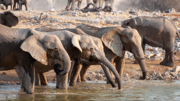 Close view of four African bush elephants at the waterline with trunks lowered and overlapping bodies.