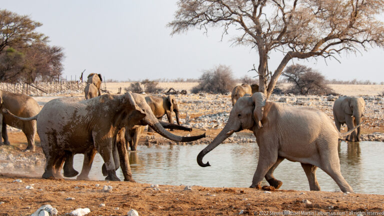 Two African bush elephants face each other beside the water with extended trunks, surrounded by other herd members.