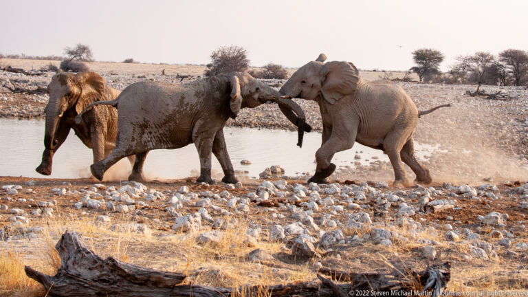 Two African bush elephants moving rapidly across the rocky shore, one close behind the other amid spray and dust.