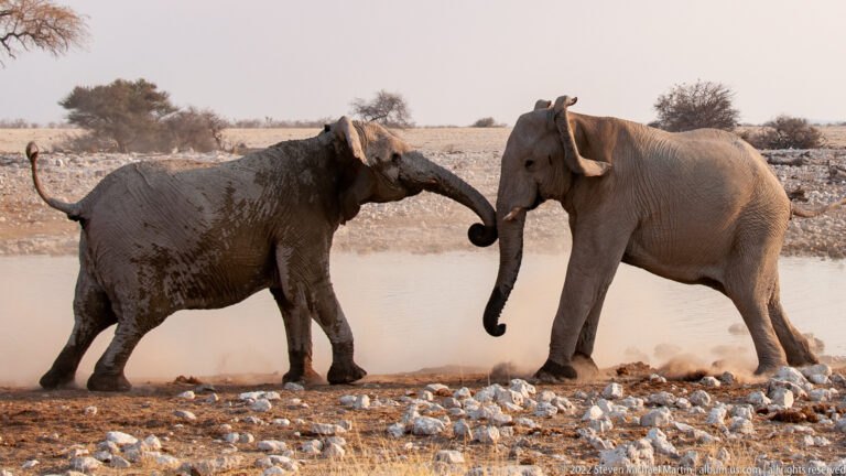 Two African bush elephants face each other beside the water, their trunks curled together at close range.