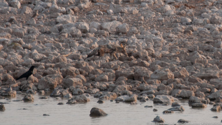 Black-backed jackal walking across pale rocks above the waterline, with a dark bird standing near the pool.