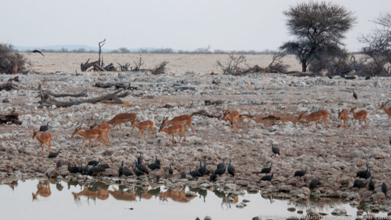 Springbok on the rocky bank above a line of dark guineafowl gathered at the edge of shallow water.