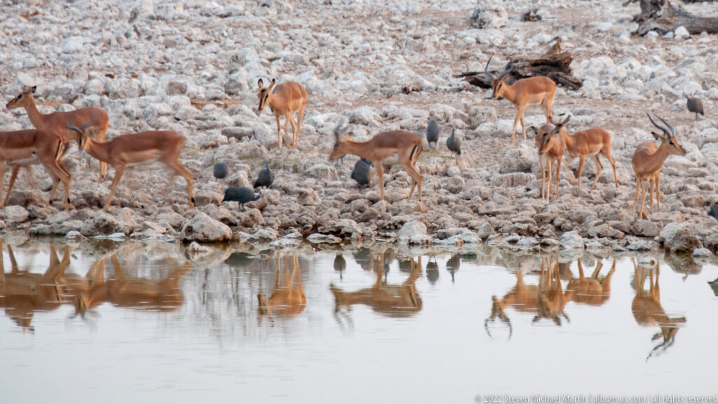 Springbok standing on a pale rocky bank with clear reflections of several animals in the water below.