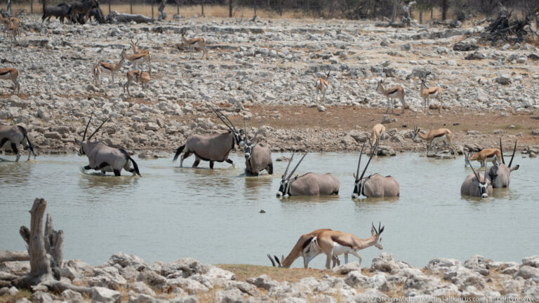 Several gemsbok stand chest-deep in the waterhole while springbok drink and gather around the rocky shore.