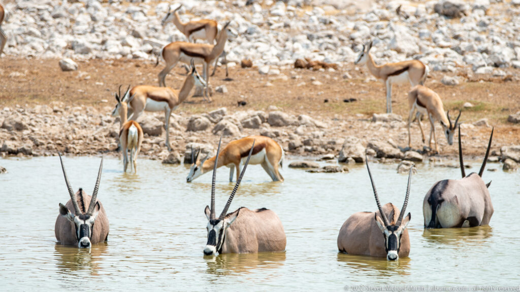 Four gemsbok partly immersed in shallow water with springbok feeding and drinking on the bank behind.