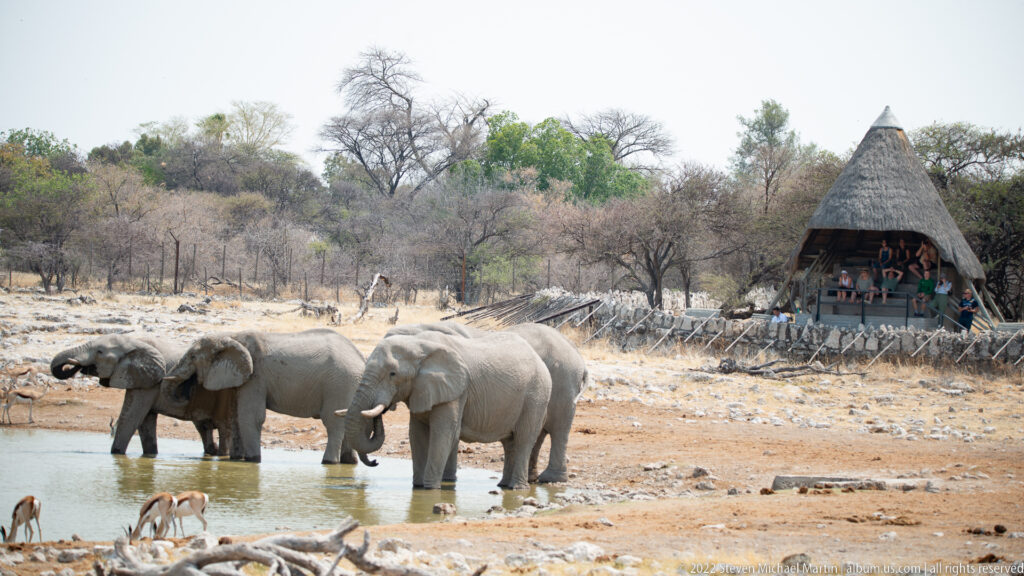 Three African bush elephants at the waterhole with springbok in front and a steep thatched viewing shelter behind.