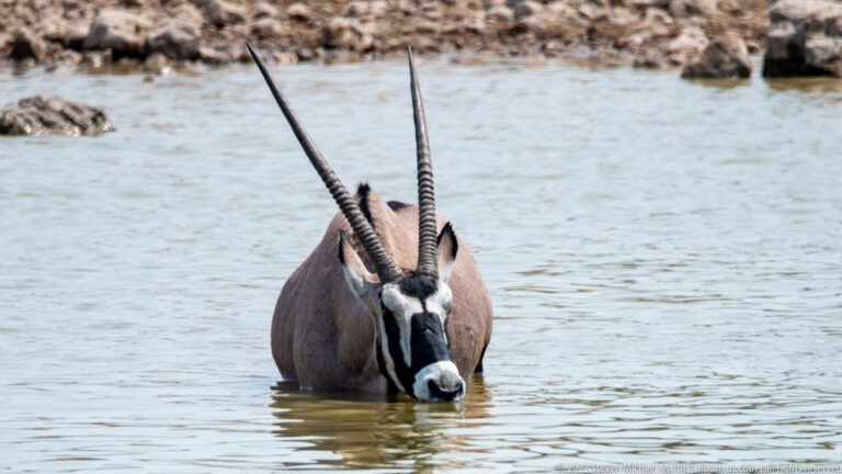 Front-facing gemsbok standing chest-deep in water with long straight horns and bold black-and-white facial markings.