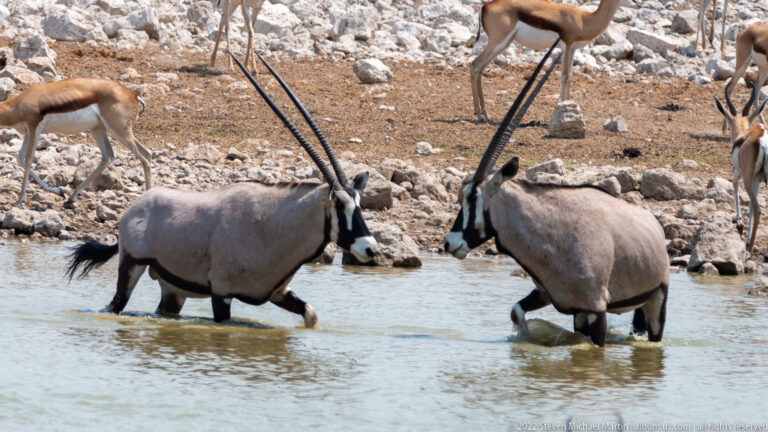 Two gemsbok wading through shallow water with long horns crossing the frame and springbok on the bank behind.