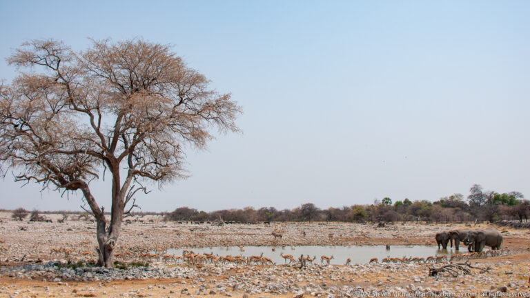 Small group of African bush elephants at a waterhole beside a large leafless tree on pale rocky ground.