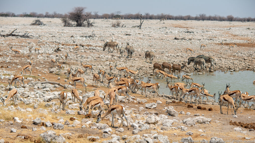 Large springbok herd around the waterhole with zebras and darker wildebeest gathered along the far side.