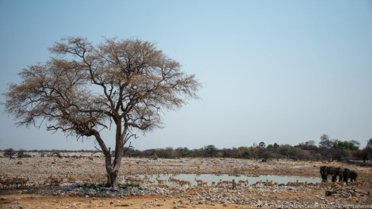 Leafless tree beside the rocky Okaukuejo waterhole with scattered antelope and elephants in the distance.