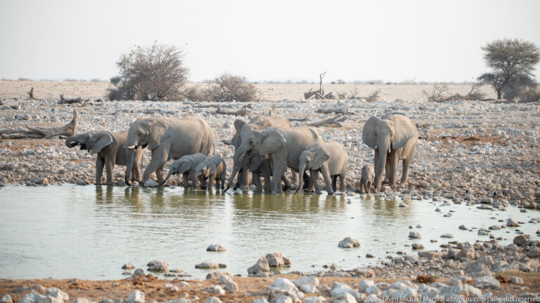 African bush elephant adults and calves drinking together along the rocky edge of Okaukuejo waterhole.